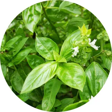 Basil Essential Oil - Living Libations