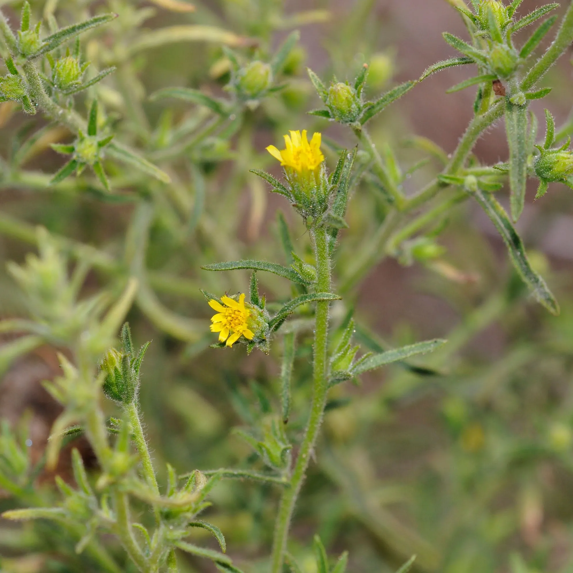 Inula Essential Oil - Organic - Fragrant Aster (Dittrichia graveolens (L.) Greuter (Syn : Inula graveolens Desf.)