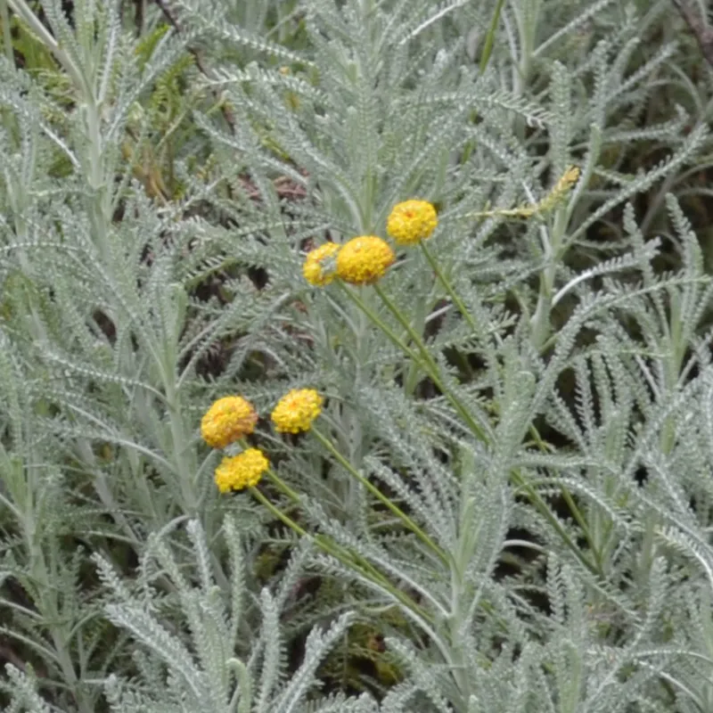 Lavender Cotton (Santolina chamaecyparissus)